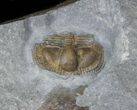 Welsh Trilobite Bettonolithus #30800-2